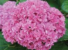 Load image into Gallery viewer, ***ROSY SPLENDOR*** Hydrangea Macrophylla AKA 'Tinkerbell' Starter Plant