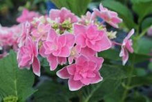 Load image into Gallery viewer, ***ROSY SPLENDOR*** Hydrangea Macrophylla AKA 'Tinkerbell' Starter Plant
