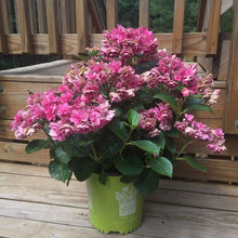 Load image into Gallery viewer, ***ROSY SPLENDOR*** Hydrangea Macrophylla AKA 'Tinkerbell' Starter Plant