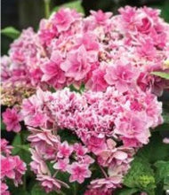 Load image into Gallery viewer, ***ROSY SPLENDOR*** Hydrangea Macrophylla AKA 'Tinkerbell' Starter Plant