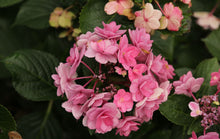 Load image into Gallery viewer, ***ROSY SPLENDOR*** Hydrangea Macrophylla AKA 'Tinkerbell' Starter Plant