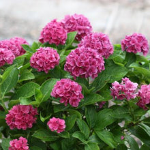 Load image into Gallery viewer, ***RUBY BLOSSOM*** Hydrangea Macrophylla Starter Plant