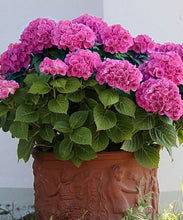 Load image into Gallery viewer, ***RUBY BLOSSOM*** Hydrangea Macrophylla Starter Plant