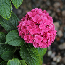 Load image into Gallery viewer, ***RUBY BLOSSOM*** Hydrangea Macrophylla Starter Plant