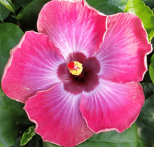 Load image into Gallery viewer, ***RUM RUNNER*** Small Rooted Exotic Tropical Hibiscus Starter Plant***AKA Fancy Hibiscus