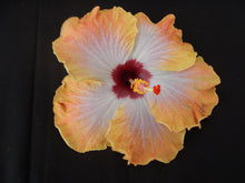 Load image into Gallery viewer, ***RUM RUNNER*** Small Rooted Exotic Tropical Hibiscus Starter Plant***AKA Fancy Hibiscus
