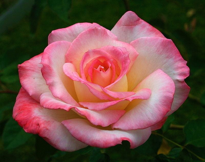 ~~SECRET ~~Fully Grown Blooming Size Rose Bush Plant~~VERY RARE~~HTF`~~