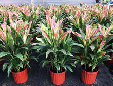 Load image into Gallery viewer, **SHERBERT** Cordyline Terminalis Hawaiian Ti Plant** AKA Good Luck Plants