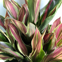 Load image into Gallery viewer, **SHERBERT** Cordyline Terminalis Hawaiian Ti Plant** AKA Good Luck Plants