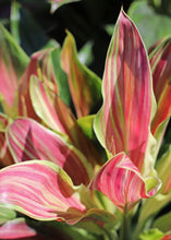 Load image into Gallery viewer, **SHERBERT** Cordyline Terminalis Hawaiian Ti Plant** AKA Good Luck Plants