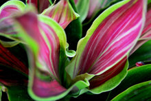 Load image into Gallery viewer, **SHERBERT** Cordyline Terminalis Hawaiian Ti Plant** AKA Good Luck Plants