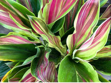 Load image into Gallery viewer, **SHERBERT** Cordyline Terminalis Hawaiian Ti Plant** AKA Good Luck Plants