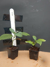 Load image into Gallery viewer, ***SHOOTING STAR*** Clerodendrum Quadriloculare ***AKA STARBURST*** Well Rooted Starter Plant