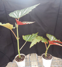 Load image into Gallery viewer, SOPHIA-Angel Wing Begonia Rooted Starter Plant