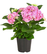 Load image into Gallery viewer, ***MERRITT'S SUPREME*** Hydrangea Macrophylla Starter Plant