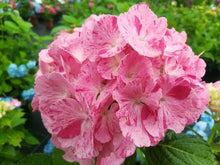Load image into Gallery viewer, ***MERRITT'S SUPREME*** Hydrangea Macrophylla Starter Plant