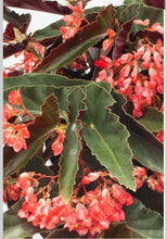 Load image into Gallery viewer, TORCH RED-Angel Wing Begonia Rooted Starter Plant