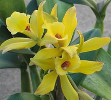 Load image into Gallery viewer, Variegated Vanilla Bean Orchid - Vanilla planifolia variegata Live STARTER Plant