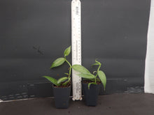 Load image into Gallery viewer, Variegated Vanilla Bean Orchid - Vanilla planifolia variegata Live STARTER Plant