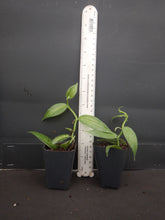 Load image into Gallery viewer, Variegated Vanilla Bean Orchid - Vanilla planifolia variegata Live STARTER Plant