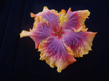 Load image into Gallery viewer, ***VOILA*** Rooted Exotic Tropical Hibiscus Plant***AKA Fancy Hibiscus