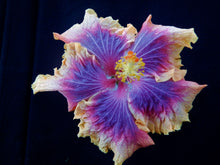 Load image into Gallery viewer, ***VOILA*** Rooted Exotic Tropical Hibiscus Plant***AKA Fancy Hibiscus