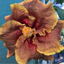 Load image into Gallery viewer, ***VOODOO MAGIC*** Rooted Exotic Tropical Hibiscus Plant***AKA Fancy Hibiscus