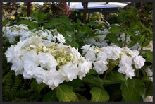 Load image into Gallery viewer, ***WEDDING GOWN**** Hydrangea Macrophylla Starter Plant