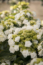 Load image into Gallery viewer, ***WEDDING GOWN**** Hydrangea Macrophylla Starter Plant