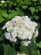 Load image into Gallery viewer, ***WEDDING GOWN**** Hydrangea Macrophylla Starter Plant