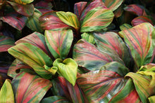 Load image into Gallery viewer, **WILLIE'S GOLD** Cordyline Terminalis Hawaiian Ti Plant**AKA Good Luck Plants
