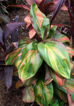 Load image into Gallery viewer, **WILLIE'S GOLD** Cordyline Terminalis Hawaiian Ti Plant**AKA Good Luck Plants