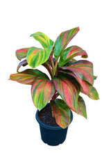 Load image into Gallery viewer, **WILLIE'S GOLD** Cordyline Terminalis Hawaiian Ti Plant**AKA Good Luck Plants