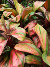 Load image into Gallery viewer, **WILLIE'S GOLD** Cordyline Terminalis Hawaiian Ti Plant**AKA Good Luck Plants