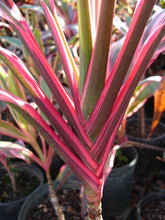 Load image into Gallery viewer, **WILLIE'S GOLD** Cordyline Terminalis Hawaiian Ti Plant**AKA Good Luck Plants