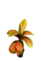 Load image into Gallery viewer, **WILLIE'S GOLD** Cordyline Terminalis Hawaiian Ti Plant**AKA Good Luck Plants