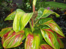 Load image into Gallery viewer, **WILLIE'S GOLD** Cordyline Terminalis Hawaiian Ti Plant**AKA Good Luck Plants