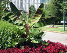 Load image into Gallery viewer, *ZEBRINA**Musa Sumatrana**AKA Blood Banana**Rooted Starter Plant**USA Seller**