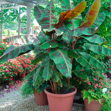 Load image into Gallery viewer, *ZEBRINA**Musa Sumatrana**AKA Blood Banana**Rooted Starter Plant**USA Seller**