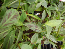 Load image into Gallery viewer, *ZEBRINA**Musa Sumatrana**AKA Blood Banana**Rooted Starter Plant**USA Seller**