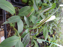 Load image into Gallery viewer, *ZEBRINA**Musa Sumatrana**AKA Blood Banana**Rooted Starter Plant**USA Seller**