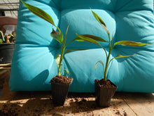 Load image into Gallery viewer, *ZEBRINA**Musa Sumatrana**AKA Blood Banana**Rooted Starter Plant**USA Seller**