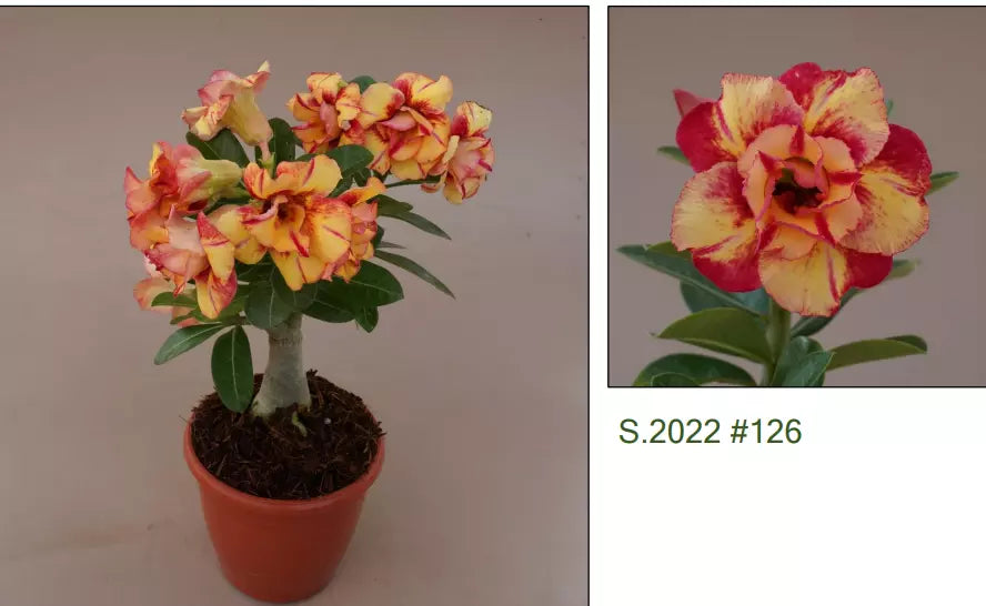 126  Adenium Obesum Grafted Plant  Desert Rose Plant *USA Seller*