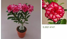 Load image into Gallery viewer, 147  Adenium Obesum Grafted Plant  Desert Rose Plant *USA Seller*
