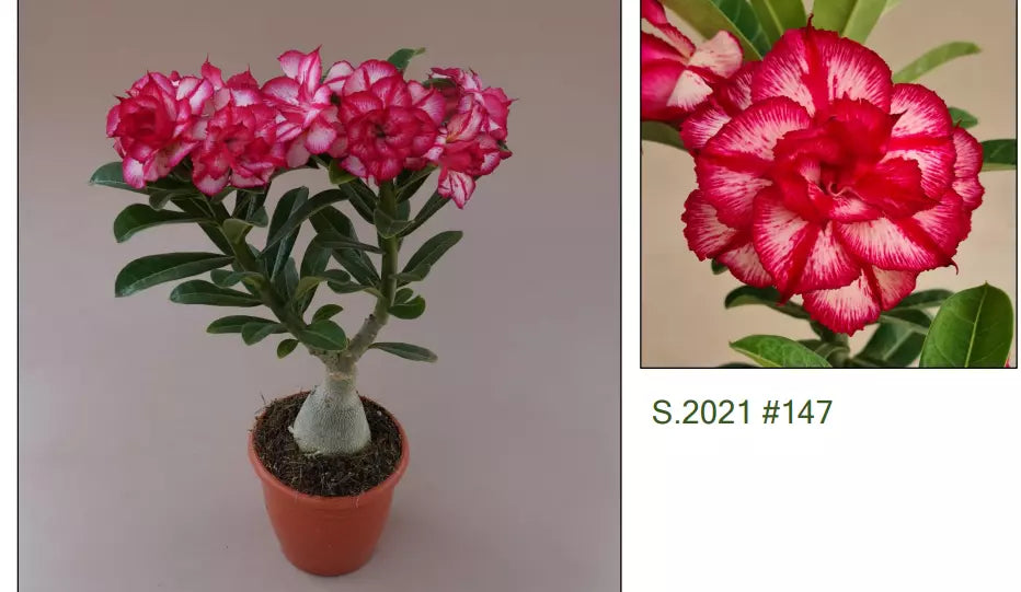 147  Adenium Obesum Grafted Plant  Desert Rose Plant *USA Seller*
