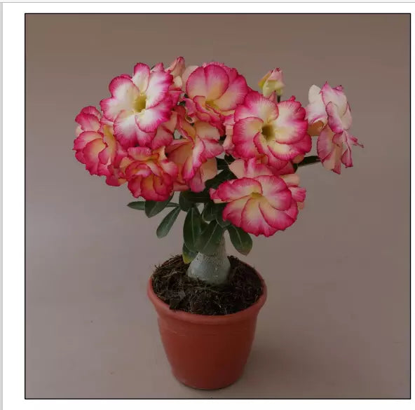 318 Adenium Obesum Grafted Plant Desert Rose Plant *USA Seller*