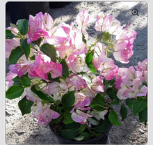 Load image into Gallery viewer, 4” Pot of BAMBINO BI COLOR PINK Live Well Rooted Bougainvillea STARTER plant
