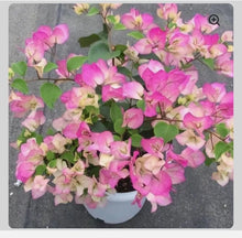 Load image into Gallery viewer, 4” Pot of BAMBINO BI COLOR PINK Live Well Rooted Bougainvillea STARTER plant

