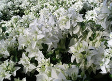 Load image into Gallery viewer, 4” Pot of MAUNA KEA Live Well Rooted Bougainvillea STARTER plant
