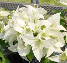 Load image into Gallery viewer, 4” Pot of MAUNA KEA Live Well Rooted Bougainvillea STARTER plant
